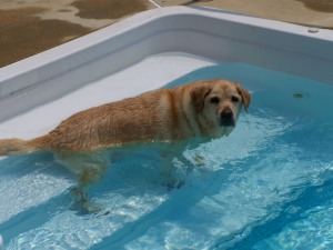 Lexi in the pool